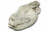 Fossil Oreodont (Merycoidodon) Skull - South Dakota #355528-5